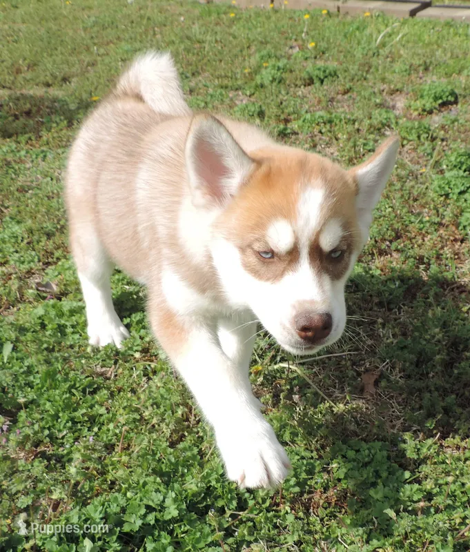 Ginger Female 4 – Siberian Husky puppy for sale in Big Cabin, OK
