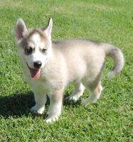 P Female 5, a female Siberian Husky for sale in Big Cabin, OK – 1 of 3