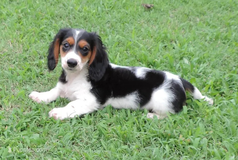 Roxie Male 2 – Miniature Dachshund puppy for sale in Big Cabin, OK
