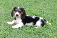 Roxie Male 2, a male Miniature Dachshund for sale in Big Cabin, OK – 1 of 6
