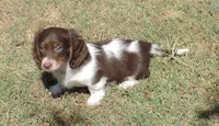 Cocoa male 2, a male Miniature Dachshund for sale in Big Cabin, OK – 3 of 3