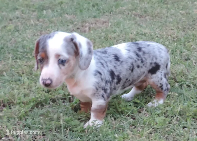 Gracey Female 1 – Miniature Dachshund puppy for sale in Big Cabin, OK