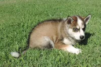 P Male 1, a male Siberian Husky for sale in Big Cabin, OK – 3 of 3