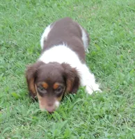 Roxie Female 4, a female Miniature Dachshund for sale in Big Cabin, OK – 3 of 6