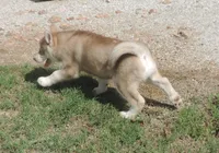 Suzie Male 1, a male Siberian Husky for sale in Big Cabin, OK – 2 of 3