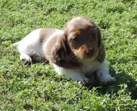 Cookie Female 2, a female Miniature Dachshund for sale in Big Cabin, OK – 1 of 3