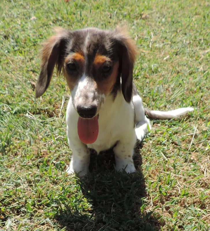 Roxie Female 5 – Miniature Dachshund puppy for sale in Big Cabin, OK