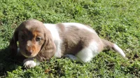 Cookie Female 2, a female Miniature Dachshund for sale in Big Cabin, OK – 2 of 3