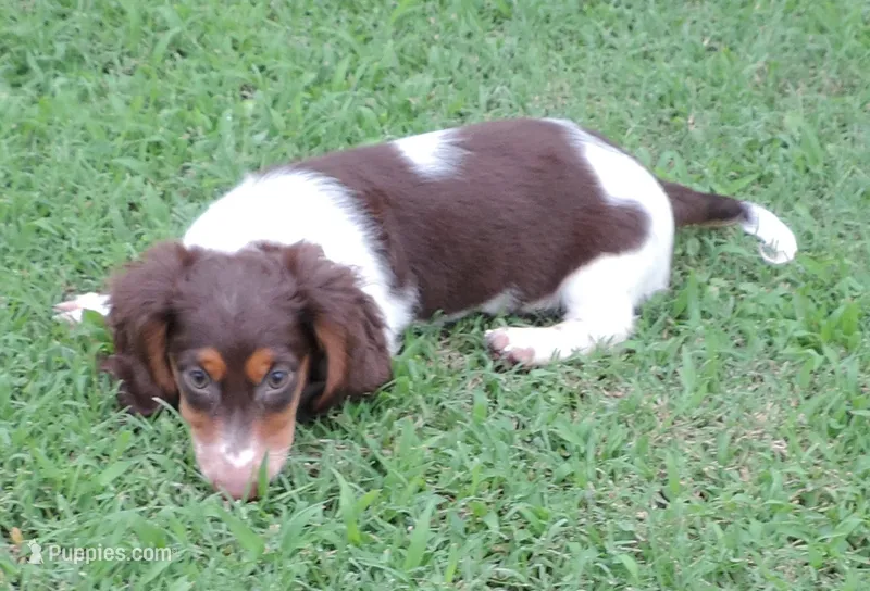 Roxie Male 3 – Miniature Dachshund puppy for sale in Big Cabin, OK