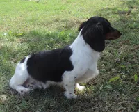 Roxie Male 1, a male Miniature Dachshund for sale in Big Cabin, OK – 2 of 9
