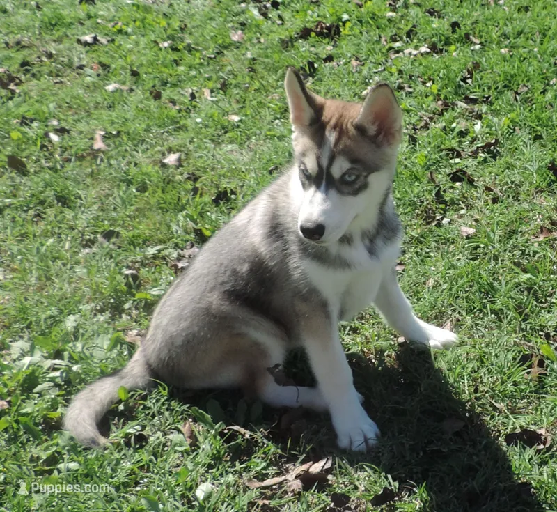 Suzie Female 4 – Siberian Husky puppy for sale in Big Cabin, OK