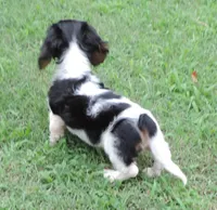 Roxie Male 2, a male Miniature Dachshund for sale in Big Cabin, OK – 3 of 6