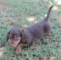 Cocoa male 1, a male Miniature Dachshund for sale in Big Cabin, OK – 3 of 3