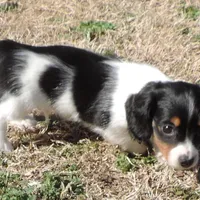 Coral Male 2, a male Miniature Dachshund for sale in Big Cabin, OK – Photo 3 of 3
