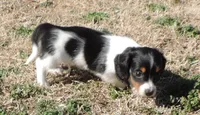 Coral Male 2, a male Miniature Dachshund for sale in Big Cabin, OK – Photo 3 of 3