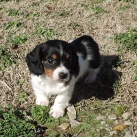 Coral Male 2, a male Miniature Dachshund for sale in Big Cabin, OK – Photo 2 of 3