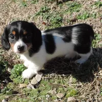 Coral Male 2, a male Miniature Dachshund for sale in Big Cabin, OK – Photo 1 of 3