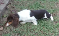 Roxie Female 4, a female Miniature Dachshund for sale in Big Cabin, OK – 2 of 9
