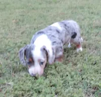 Gracey Female 1, a female Miniature Dachshund for sale in Big Cabin, OK – 3 of 3