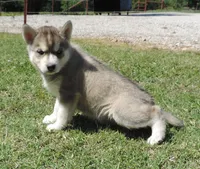 My female 3, a female Siberian Husky for sale in Big Cabin, OK – 2 of 3