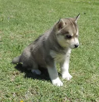 My female 3, a female Siberian Husky for sale in Big Cabin, OK – 3 of 3
