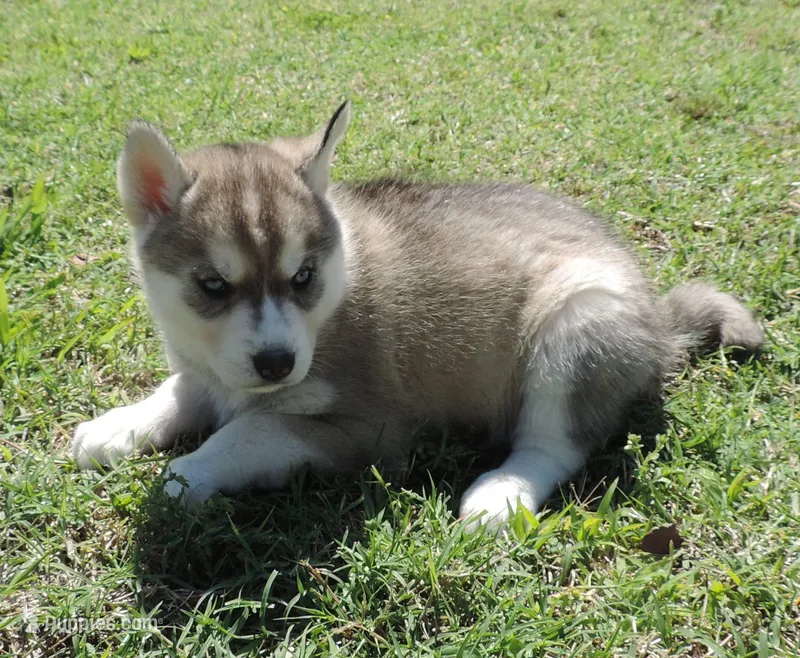 My female 3 – Siberian Husky puppy for sale in Big Cabin, OK