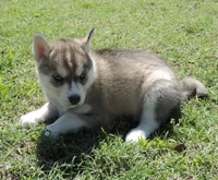 My female 3, a female Siberian Husky for sale in Big Cabin, OK – 1 of 3