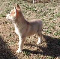 Suzie Male 3, a male Siberian Husky for sale in Big Cabin, OK – Photo 2 of 6