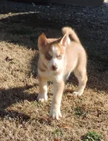 Suzie Male 3, a male Siberian Husky for sale in Big Cabin, OK – Photo 3 of 6