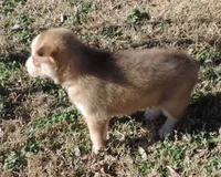 Suzie Male 3, a male Siberian Husky for sale in Big Cabin, OK – Photo 5 of 6