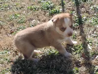 Suzie Male 3, a male Siberian Husky for sale in Big Cabin, OK – Photo 6 of 6