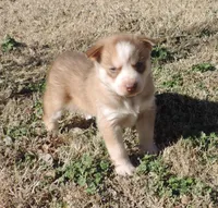 Suzie Male 3, a male Siberian Husky for sale in Big Cabin, OK – Photo 4 of 6