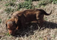 Coral Female 5, a female Miniature Dachshund for sale in Big Cabin, OK – Photo 3 of 3