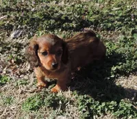 Coral Female 5, a female Miniature Dachshund for sale in Big Cabin, OK – Photo 2 of 3