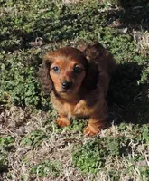 Coral Female 5, a female Miniature Dachshund for sale in Big Cabin, OK – Photo 1 of 3