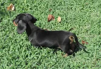 Millie Female 2, a male Miniature Dachshund for sale in Big Cabin, OK – 2 of 3