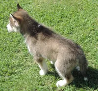 P Male 2, a male Siberian Husky for sale in Big Cabin, OK – 2 of 3