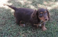 Cocoa female 3, a female Miniature Dachshund for sale in Big Cabin, OK – 3 of 3