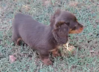 Cocoa female 4, a female Miniature Dachshund for sale in Big Cabin, OK – 2 of 3
