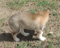 Suzie Female 3, a female Siberian Husky for sale in Big Cabin, OK – 3 of 3