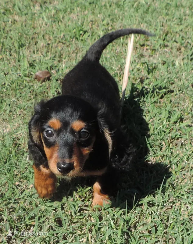 Lila Mae Female 1 – Miniature Dachshund puppy for sale in Big Cabin, OK