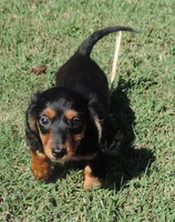 Lila Mae Female 1, a female Miniature Dachshund for sale in Big Cabin, OK – 1 of 3
