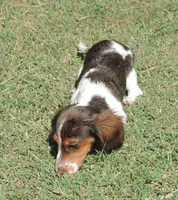 Roxie Female 5, a female Miniature Dachshund for sale in Big Cabin, OK – 9 of 9
