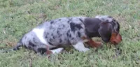 Gracey female 2, a female Miniature Dachshund for sale in Big Cabin, OK – 3 of 3