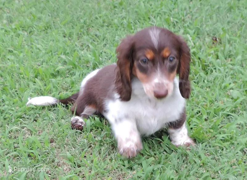 Cookie Female 3 – Miniature Dachshund puppy for sale in Big Cabin, OK