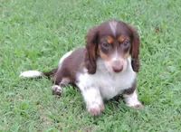 Cookie Female 3, a female Miniature Dachshund for sale in Big Cabin, OK – 1 of 6