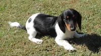 Roxie Male 1, a male Miniature Dachshund for sale in Big Cabin, OK – 2 of 9