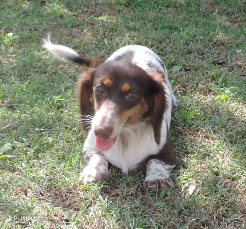 Cookie Female 3 – Miniature Dachshund puppy for sale in Big Cabin, OK
