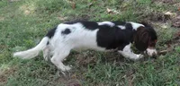 Roxie Male 2, a male Miniature Dachshund for sale in Big Cabin, OK – 2 of 9