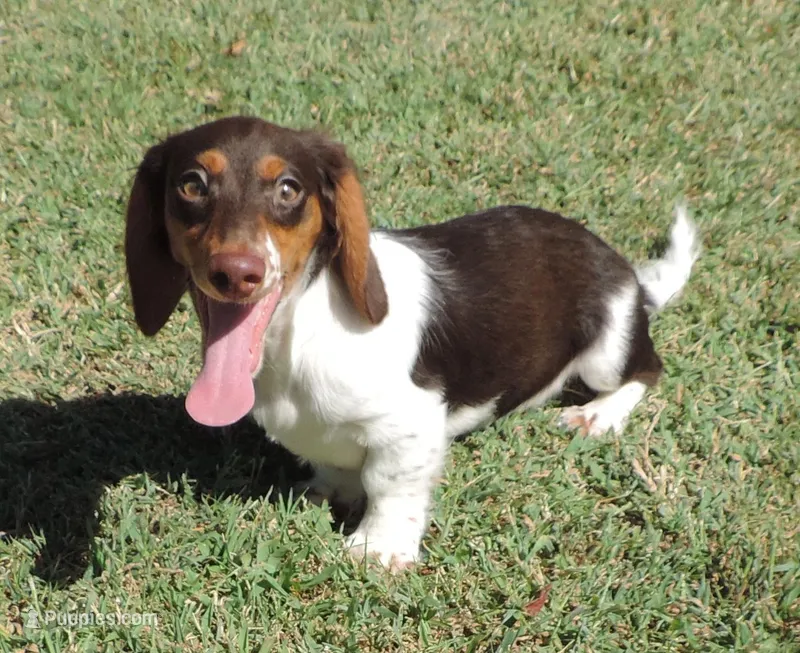 Roxie Female 4 – Miniature Dachshund puppy for sale in Big Cabin, OK